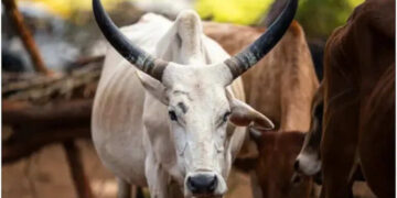 Video of a young man viral while misbehaving with cow dynasty in Bikaner, crowd entered the police station to punish the accused