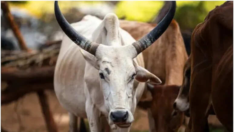 Video of a young man viral while misbehaving with cow dynasty in Bikaner, crowd entered the police station to punish the accused