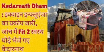 Kedarnath Dham: Equine Influenza outbreak continues, FIT 2 healthy horses sent to Kedarnath