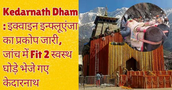 Kedarnath Dham: Equine Influenza outbreak continues, FIT 2 healthy horses sent to Kedarnath