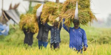 Lucknow: Sow paddy like wheat, cost will be reduced, yield will also be equal