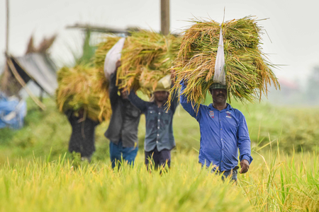 Lucknow: Sow paddy like wheat, cost will be reduced, yield will also be equal