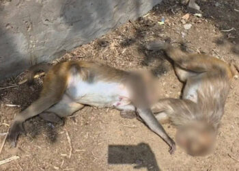 कान्हानगरी गोवर्धन में 28 बंदरों की हत्या, विदेशी बाबा एयर गन से करता था फायर