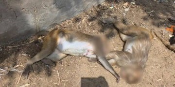 कान्हानगरी गोवर्धन में 28 बंदरों की हत्या, विदेशी बाबा एयर गन से करता था फायर