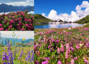 500 types of flowers bloom in the world of heaven adorned with flowers on earth, Flower Valley