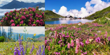 500 types of flowers bloom in the world of heaven adorned with flowers on earth, Flower Valley