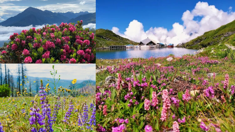 500 types of flowers bloom in the world of heaven adorned with flowers on earth, Flower Valley