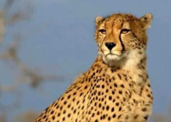 After MP, now leopards will be released in this district of Rajasthan, wave of happiness in wildlife