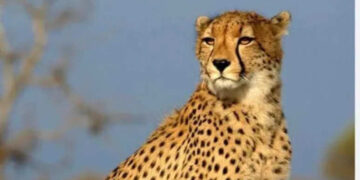 After MP, now leopards will be released in this district of Rajasthan, wave of happiness in wildlife