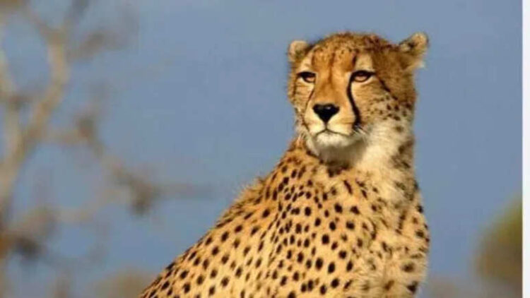 After MP, now leopards will be released in this district of Rajasthan, wave of happiness in wildlife