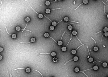 An important virus is hidden in pneumonia producing germs, disclosure in studies