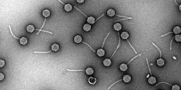 An important virus is hidden in pneumonia producing germs, disclosure in studies