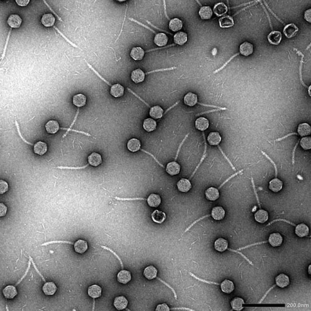 An important virus is hidden in pneumonia producing germs, disclosure in studies