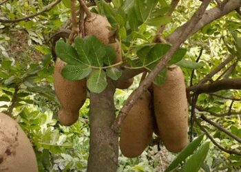 Balam cucumber: Beneficial in many diseases including stones, know the right use