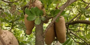 Balam cucumber: Beneficial in many diseases including stones, know the right use