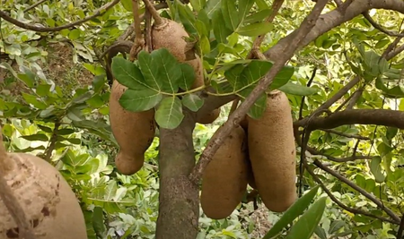Balam cucumber: Beneficial in many diseases including stones, know the right use