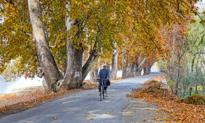 Body immune system can work better in daylight: Study
