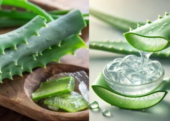 Can you use aloe vera daily on skin, know how much for the best result