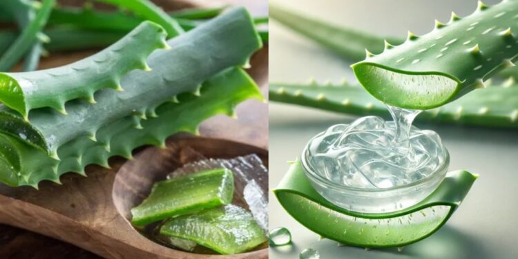 Can you use aloe vera daily on skin, know how much for the best result