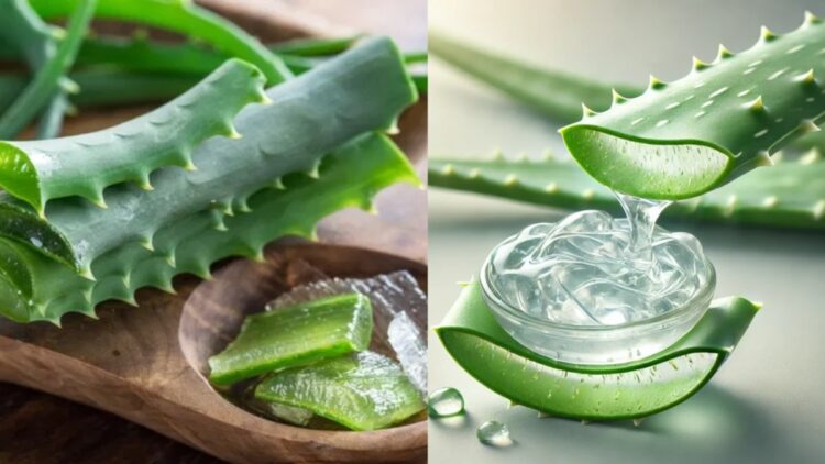 Can you use aloe vera daily on skin, know how much for the best result