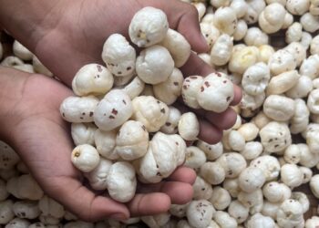 Consuming Makhana is beneficial in these serious diseases, know the right time and way to eat it