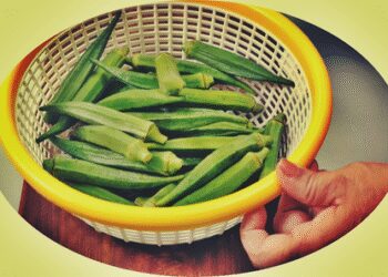 Filter -rich lady finger, is the best for summer