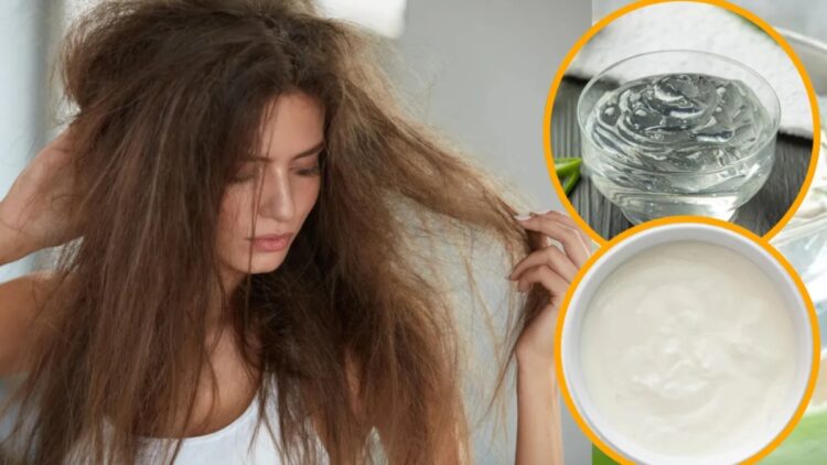 For shiny hair, apply it mixed with curd, this one thing will change, dry hair condition, growth will also be faster