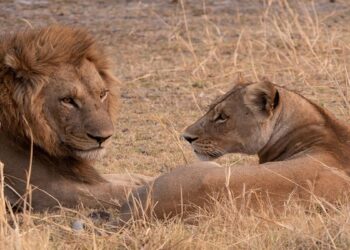 Good news about lions in Gujarat, population has increased in 5 years