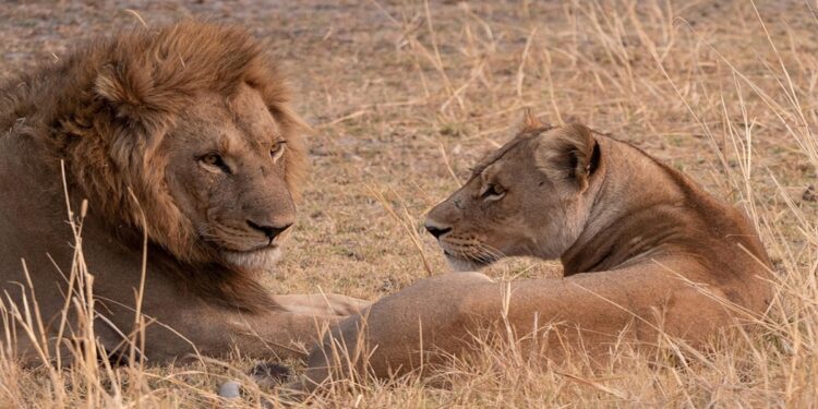 Good news about lions in Gujarat, population has increased in 5 years