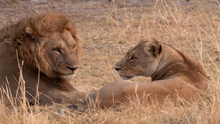 Good news about lions in Gujarat, population has increased in 5 years