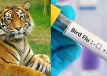 Gorakhpur News | Bird Flu Alert Up Zoo Will Remain Closed Till 20 May 2025 | Bird flu in up | Gorakhpur Ki Tazza Khabar | UP News in Hindi | Newstrack Samachar | Gorakhpur News: All zoo of UP closed till May 20, alert after the death of a tigress from bird flu | News Track in Hindi