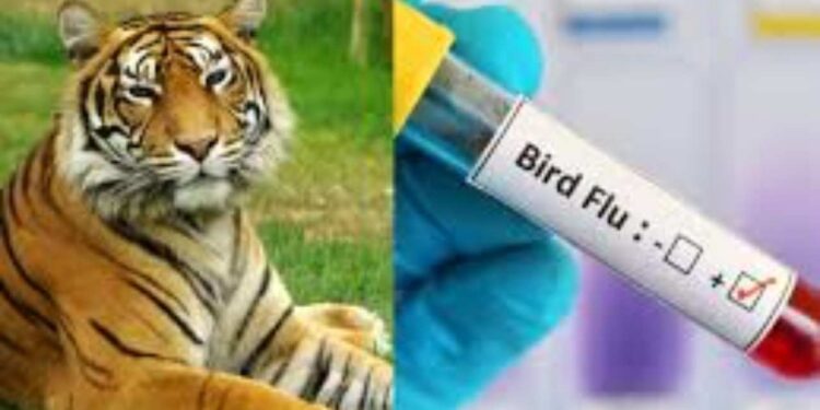 Gorakhpur News | Bird Flu Alert Up Zoo Will Remain Closed Till 20 May 2025 | Bird flu in up | Gorakhpur Ki Tazza Khabar | UP News in Hindi | Newstrack Samachar | Gorakhpur News: All zoo of UP closed till May 20, alert after the death of a tigress from bird flu | News Track in Hindi