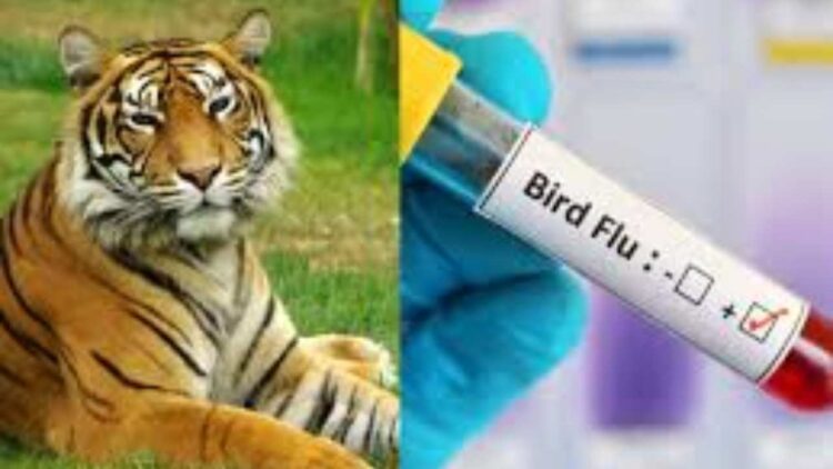 Gorakhpur News | Bird Flu Alert Up Zoo Will Remain Closed Till 20 May 2025 | Bird flu in up | Gorakhpur Ki Tazza Khabar | UP News in Hindi | Newstrack Samachar | Gorakhpur News: All zoo of UP closed till May 20, alert after the death of a tigress from bird flu | News Track in Hindi