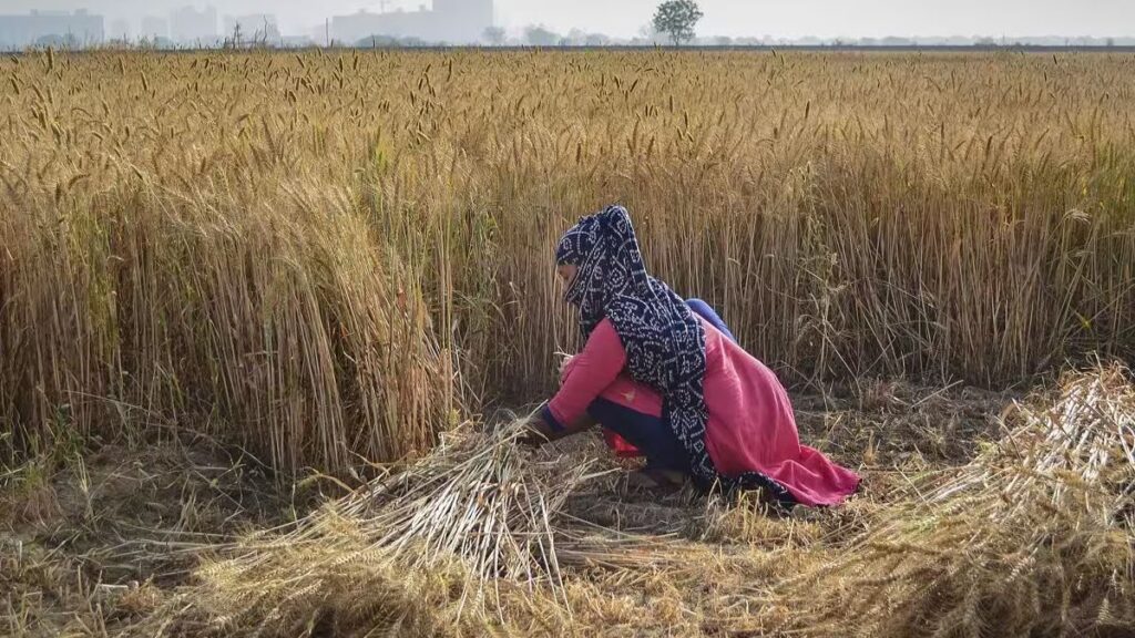 Government bought 2.86 million tonnes of wheat in current session, ₹ 62,346 crore given to farmers