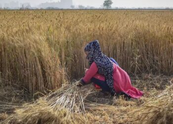 Government bought 2.86 million tonnes of wheat in current session, ₹ 62,346 crore given to farmers