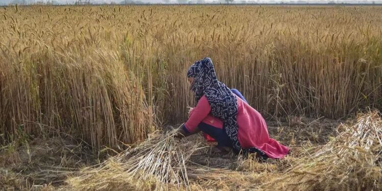 Government bought 2.86 million tonnes of wheat in current session, ₹ 62,346 crore given to farmers