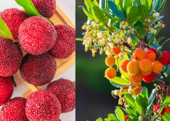 Have you eaten this wild 'Kafal', is considered a boon for the stomach