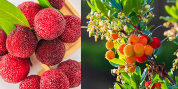 Have you eaten this wild 'Kafal', is considered a boon for the stomach