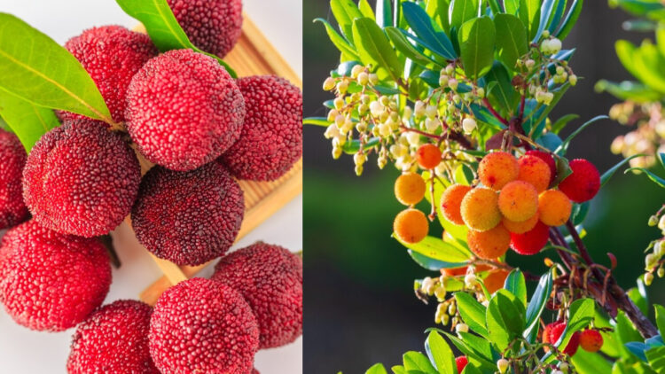 Have you eaten this wild 'Kafal', is considered a boon for the stomach