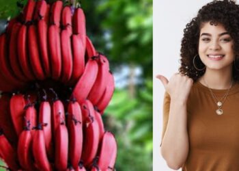 Have you ever eaten red bananas? Know what affects the body?