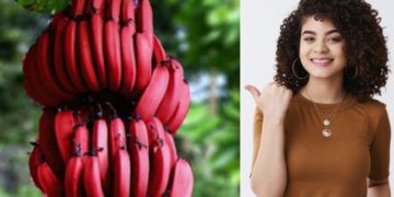Have you ever eaten red bananas? Know what affects the body?