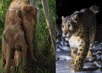 Hunting and decreasing forests for skins ... from snow leopard to Bengal tiger, these species are endangered in India