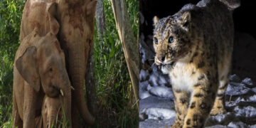 Hunting and decreasing forests for skins ... from snow leopard to Bengal tiger, these species are endangered in India
