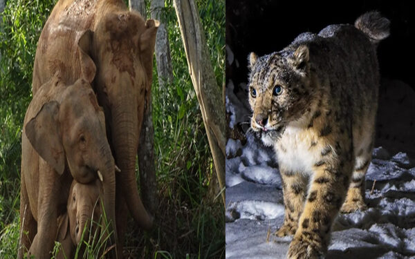 Hunting and decreasing forests for skins ... from snow leopard to Bengal tiger, these species are endangered in India