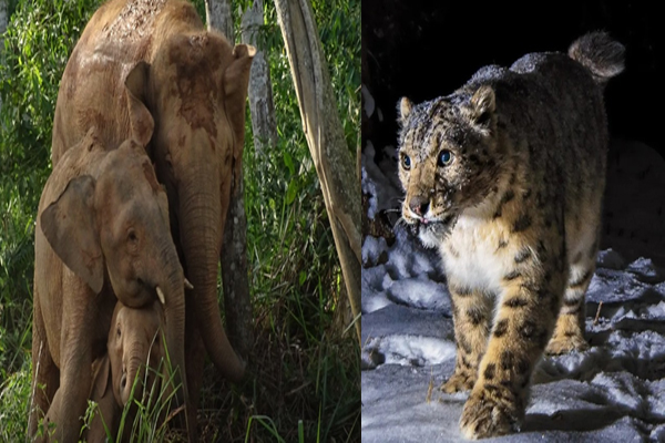 Hunting and decreasing forests for skins ... from snow leopard to Bengal tiger, these species are endangered in India