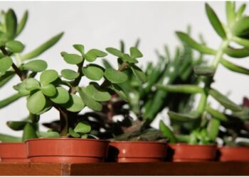 Jade plant adds to the beauty of the house, know how to take care of the plant
