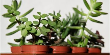 Jade plant adds to the beauty of the house, know how to take care of the plant
