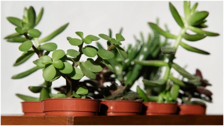 Jade plant adds to the beauty of the house, know how to take care of the plant