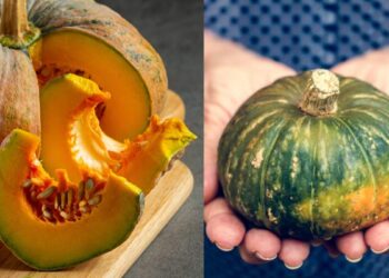 Learn which people should not eat pumpkin, serious harm can be done