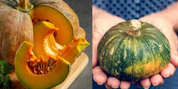 Learn which people should not eat pumpkin, serious harm can be done